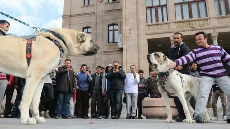 Aksaray'ın Aslanı Malaklı Köpeği nereden geldi