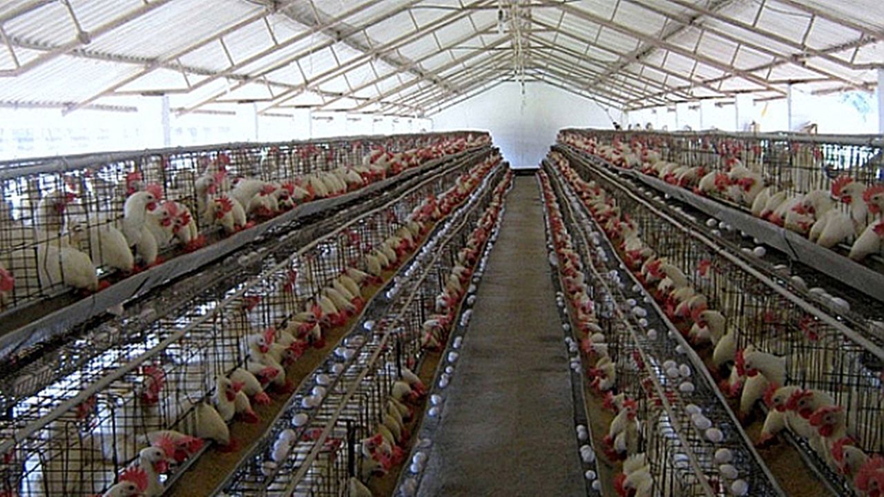 Kümes hayvancılığında üretim arttı