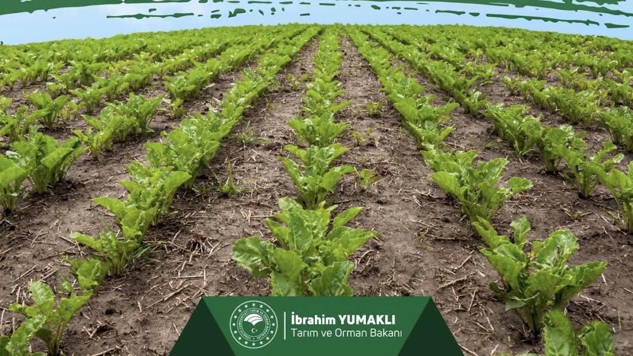 Şeker pancarı üreticilerine 991 milyon liralık dev destek