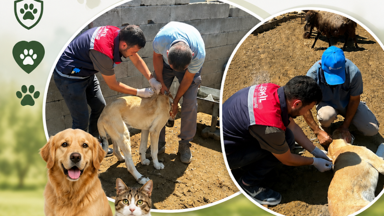 Kedi ve köpekler için kuduz aşısı mesaisi