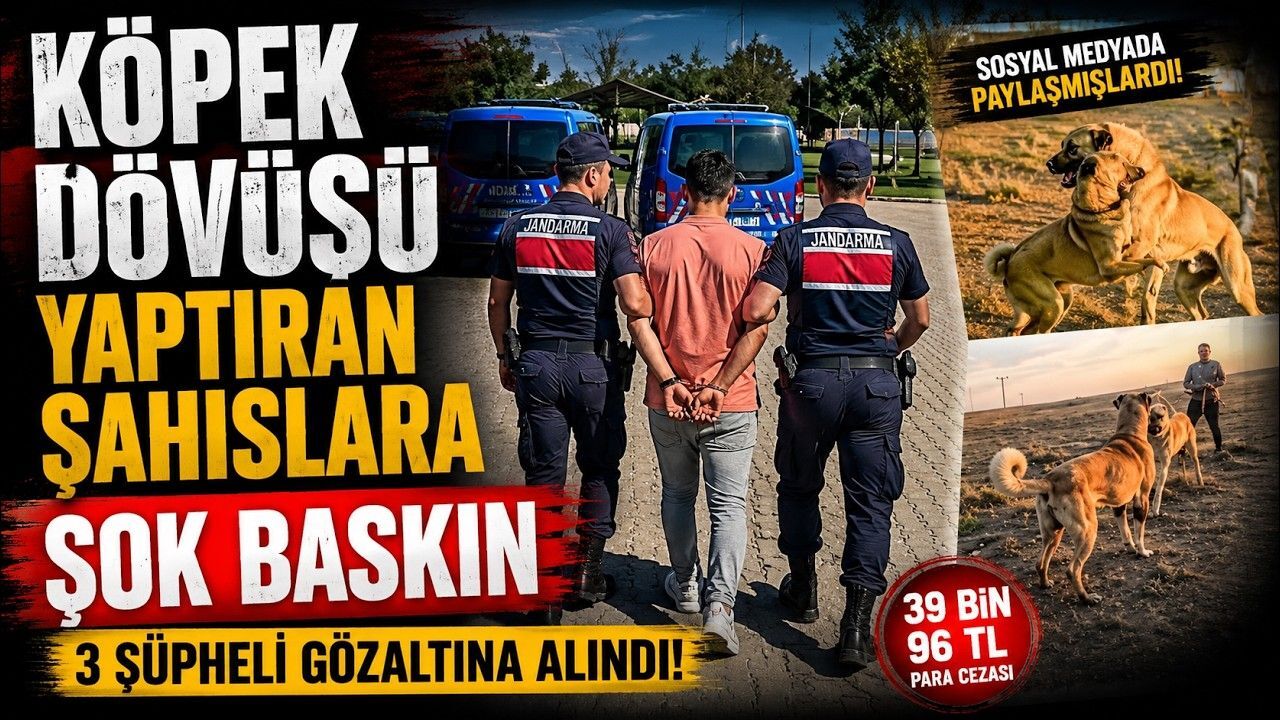 Köpek dövüşü yaptıran şahıslara şok baskın