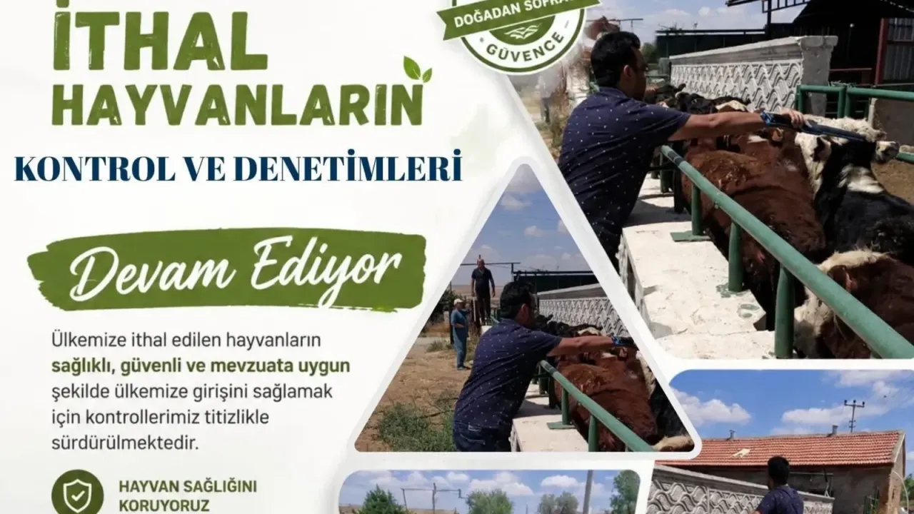 İthal hayvanlara mevzuat kontrolü