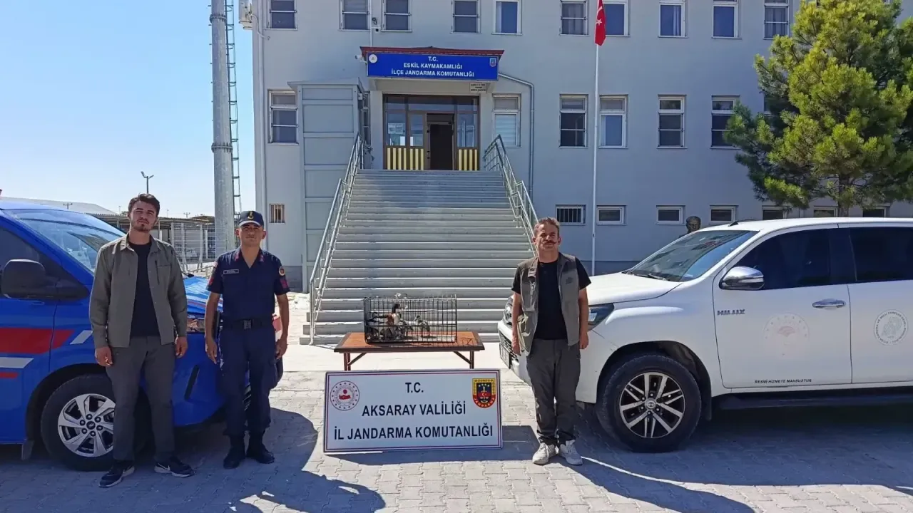 Kaçak yaban hayvan ticaretine jandarma engeli