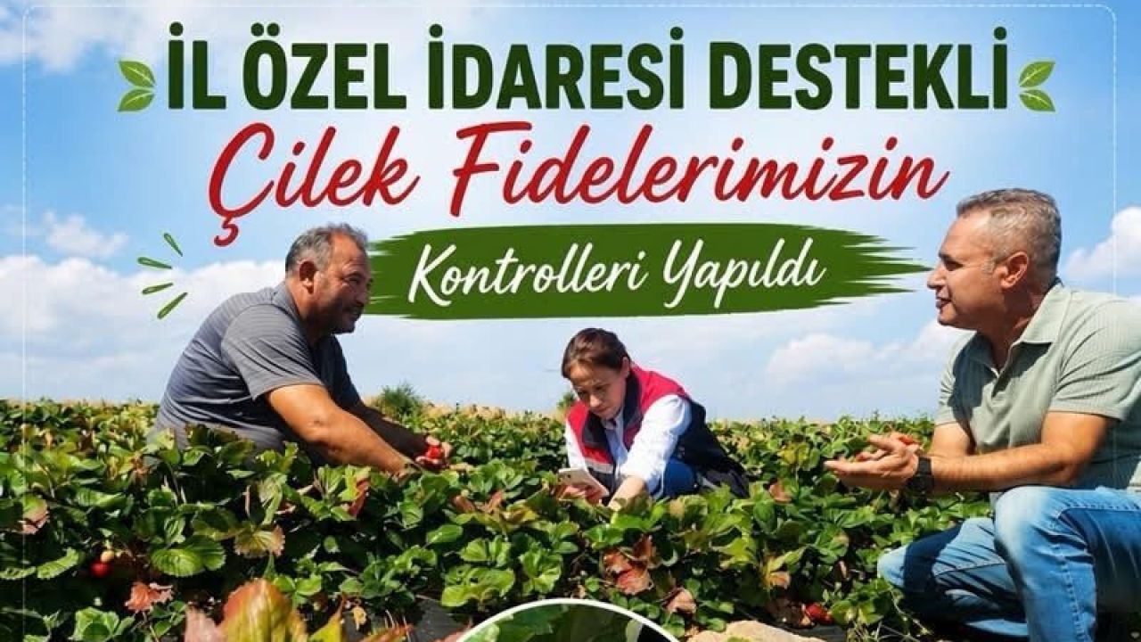 Çilek tarlalarına yakın takip
