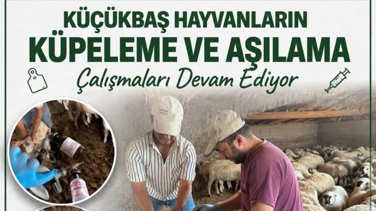 Küçükbaş hayvanlar mercek altında!