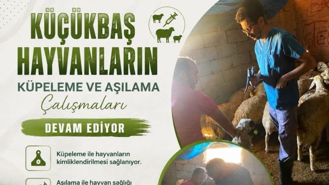 Gülağaç’ta hayvan sağlığı için yoğun çalışma
