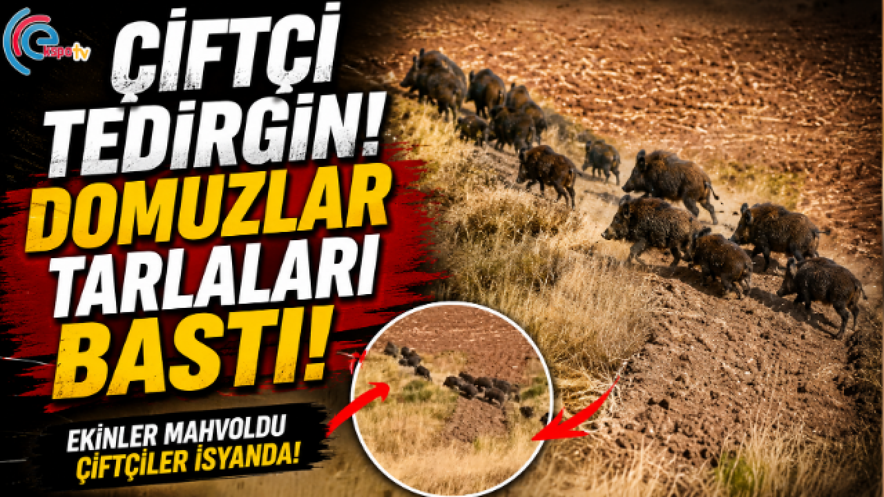 Çiftçi tedirgin, domuzlar tarlaları bastı! 