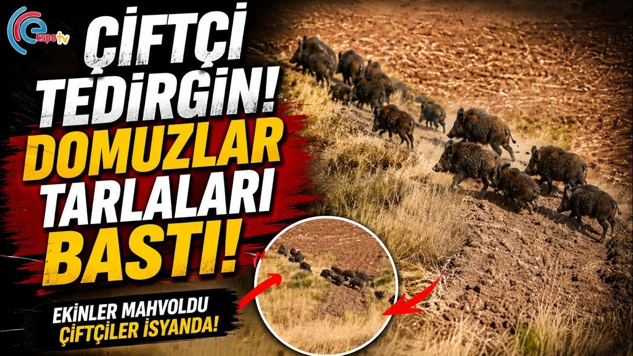 ÇİFTÇİ TEDİRGİN, DOMUZLAR TARLALARI BASTI! 