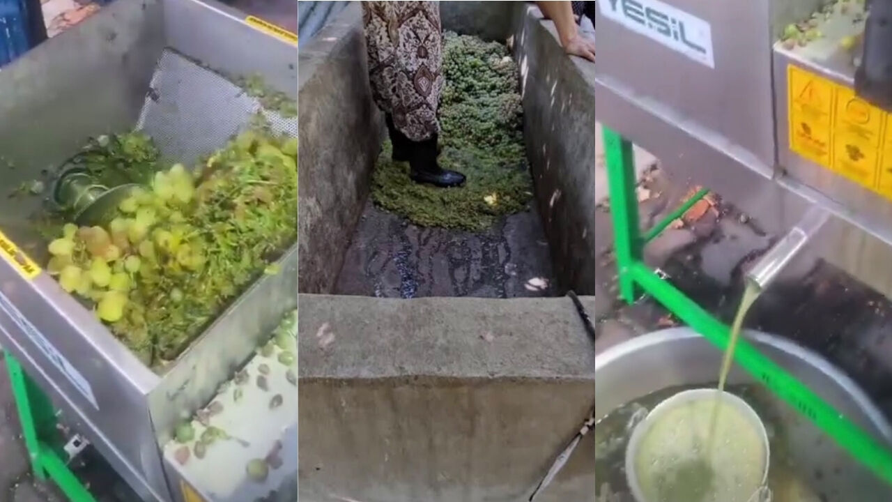 Bir Devrin Sonu: Üzüm Çiğneme Geleneği Tarihe Karışıyor