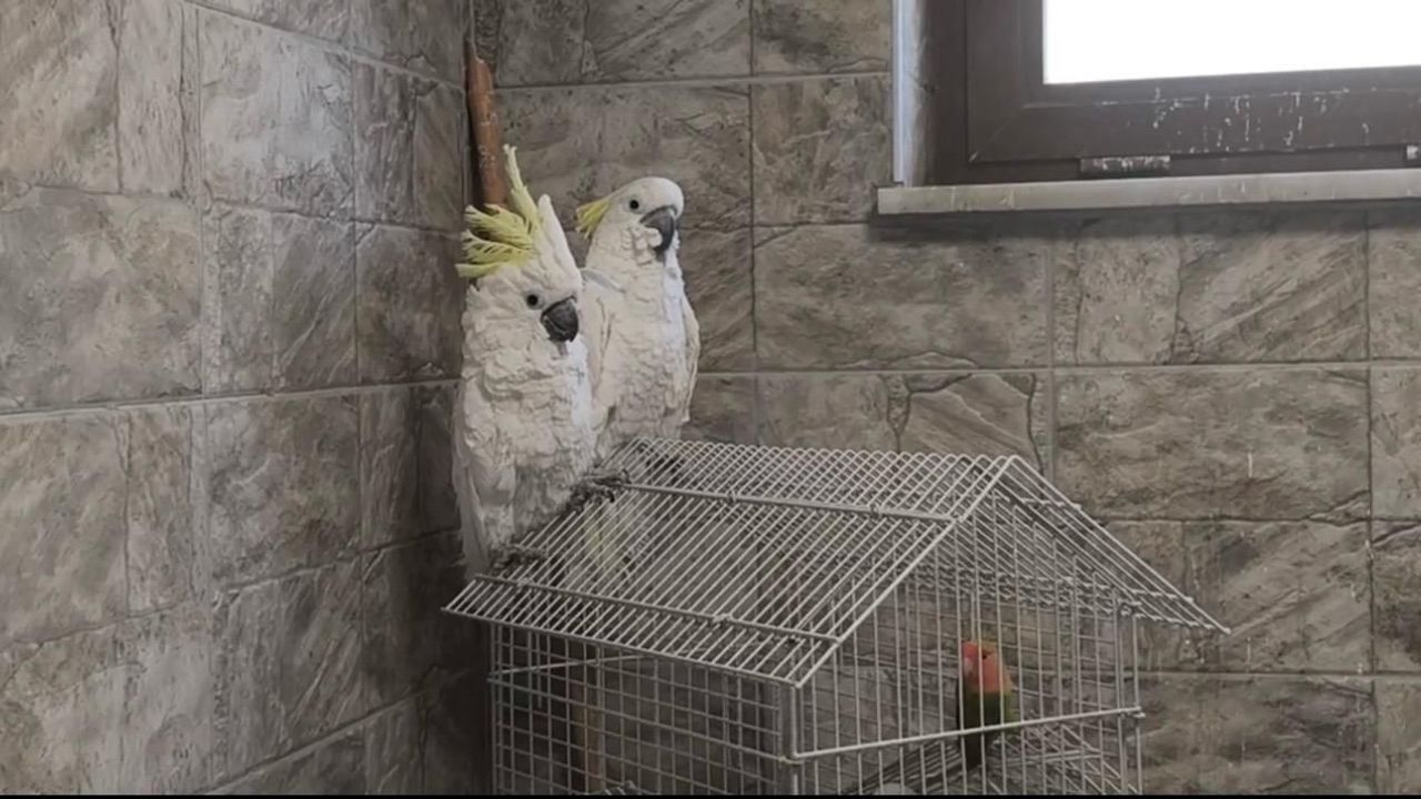 Aksaray’da 17 papağana el konuldu