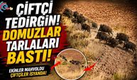 ÇİFTÇİ TEDİRGİN, DOMUZLAR TARLALARI BASTI! 