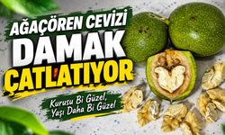 Ağaçören cevizi damak çatlatıyor