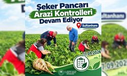 Şeker pancarı tarlaları mercek altında