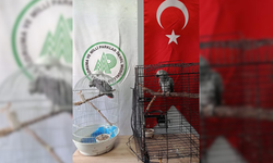2 Jako papağanına el konuldu