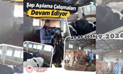 Şap hastalığına karşı seferberlik!