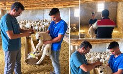 Gülağaç’ta hayvanlar tek tek aşılanıyor