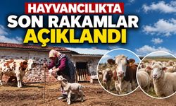 Hayvan sayısında 6 aylık bilanço