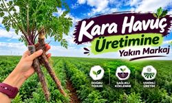 Kara havuç üretimine yakın markaj