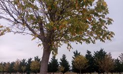 Aksaray’da bu hafta hava nasıl olacak? 5 günlük hava tahmini şaşırttı