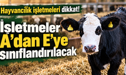 Hayvancılık işletmeleri dikkat! İşletmeler A’dan E’ye sınıflandırılacak