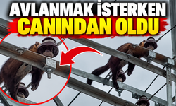 Avlanmak isterken canından oldu