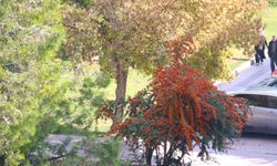 Aksaray’ın çehresi sonbahara teslim