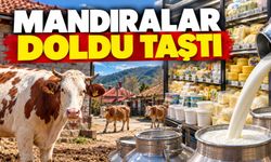 Mandıralar doldu taştı: toplanan süt miktarı yıllık yüzde 9,5 arttı