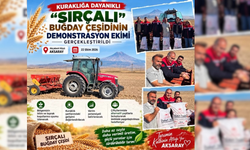 Kuraklığa karşı yeni buğday toprağa ekildi