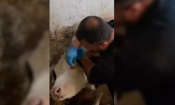 Sağlıklı hayvanlar, güçlü hayvancılık