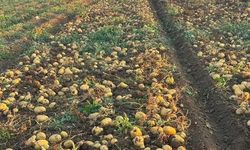 Aksaray'da Patates Patladı! Çiftçinin Yüzü Gülüyor