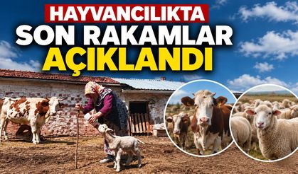 Hayvan sayısında 6 aylık bilanço