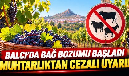 Balcı'da Bağ Bozumu Başladı, Muhtarlıktan Cezalı Uyarı!