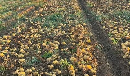 Aksaray'da Patates Patladı! Çiftçinin Yüzü Gülüyor