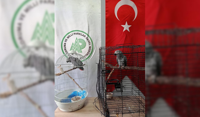 2 Jako papağanına el konuldu