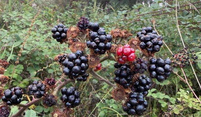 Kepir'de Sonbahar Bereketi: Doğa Sofraya Taştı!
