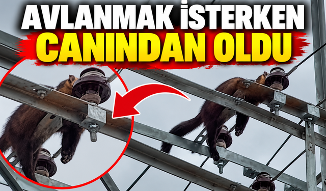 Avlanmak isterken canından oldu