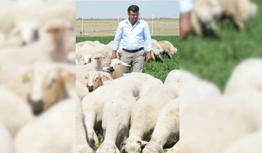 Aksaray'ın koyun varlığı, nüfusun iki katından fazla
