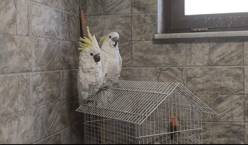 Aksaray'da papağan operasyonu