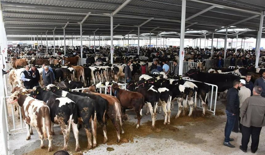 Hayvan Pazarı’na yeni kural! Yarın başlıyor