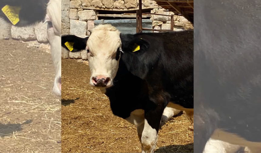 Besilik erkek sığır ithalatında süreç başladı